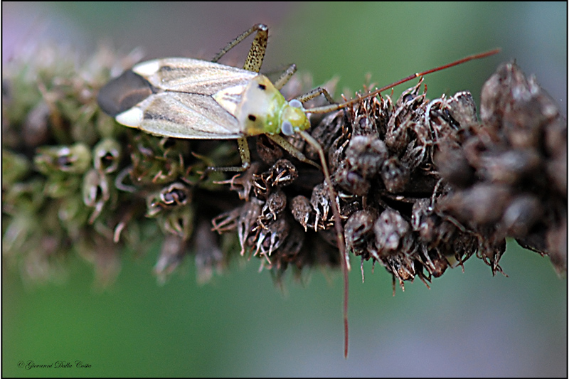 Miridae: Adelphocoris lineolatus del Vicentino